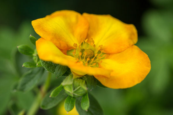 Potentilla - First Editions® Mandarin Tango®