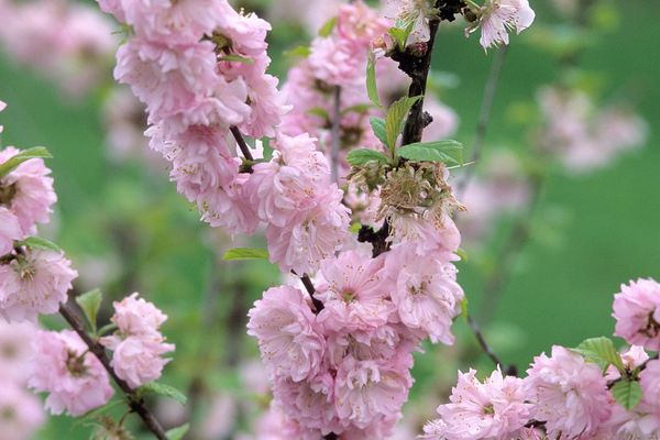 Plum - Double Flowering Shrub