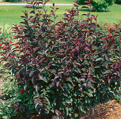 Purpleleaf Sand Cherry Shrub