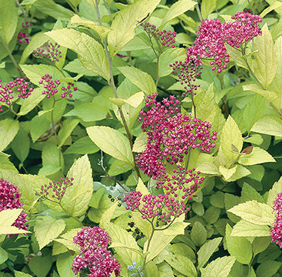 Spirea - Goldmound Pink