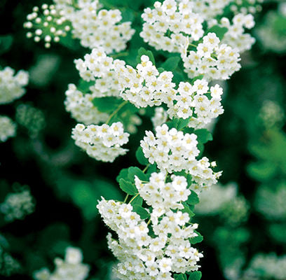 Spirea - Renaissance Bridalwreath