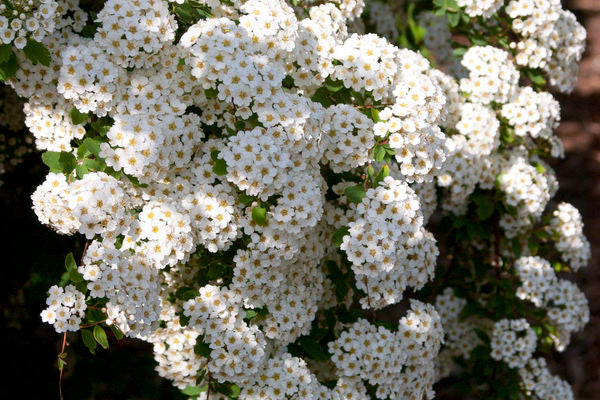 Spirea - Renaissance Bridalwreath