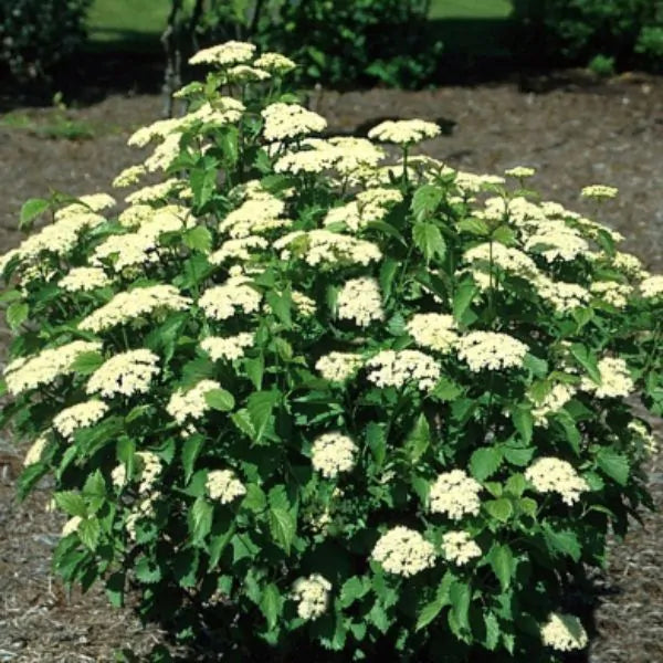 Viburnum - Arrowwood Blue Muffin®