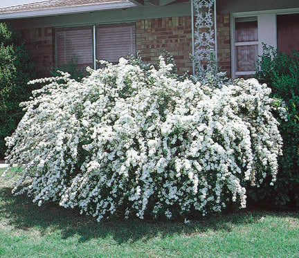 Spirea - Renaissance Bridalwreath