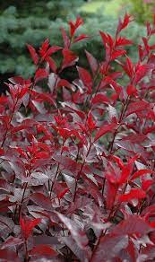 Purpleleaf Sand Cherry Shrub