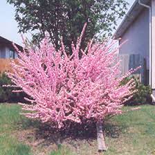 Plum - Double Flowering Shrub