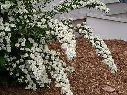 Spirea - Renaissance Bridalwreath