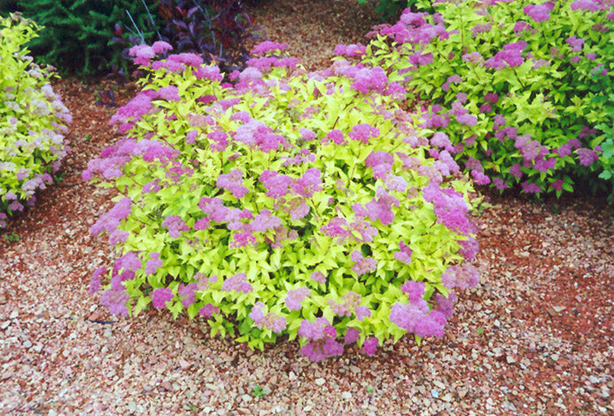 Spirea - Goldmound Pink