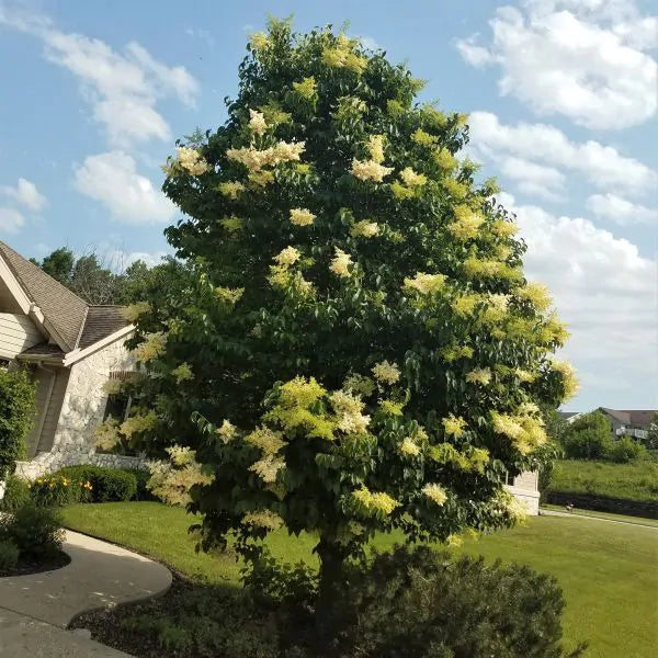 Lilac - Japanese Lilac Ivory Silk