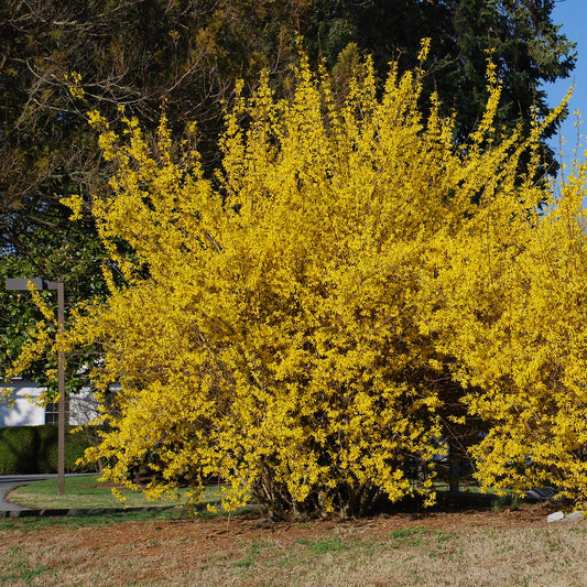 Forsythia - Northern Gold