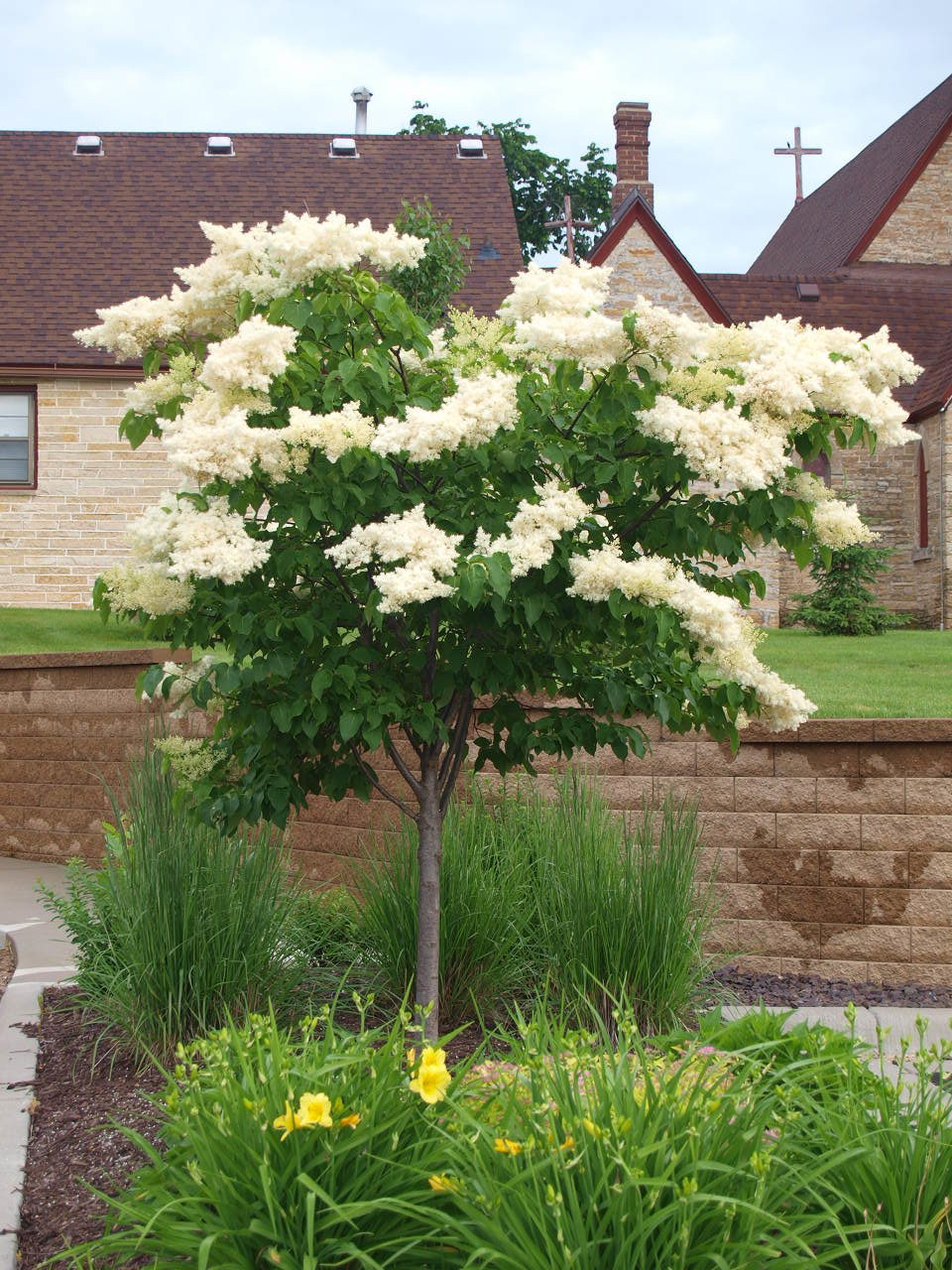 Lilac - Japanese Lilac Tree Ivory Pillar™ – Agro-forestree Farm