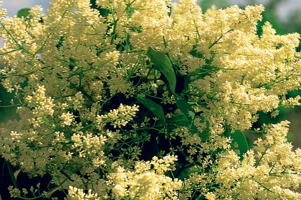 Lilac - Japanese Lilac Tree Snowcap™