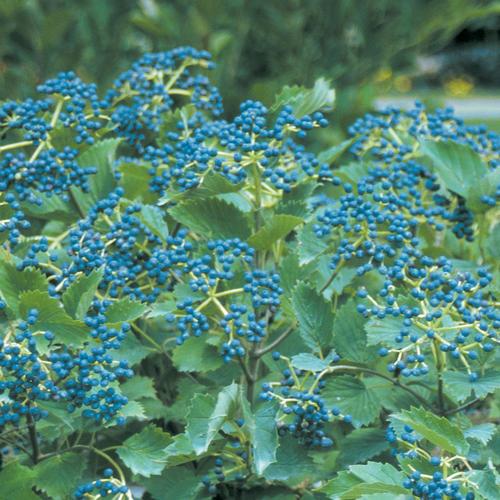 Viburnum - Arrowwood Blue Muffin®