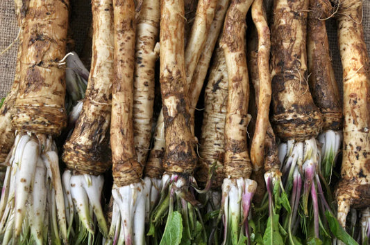 Horseradish