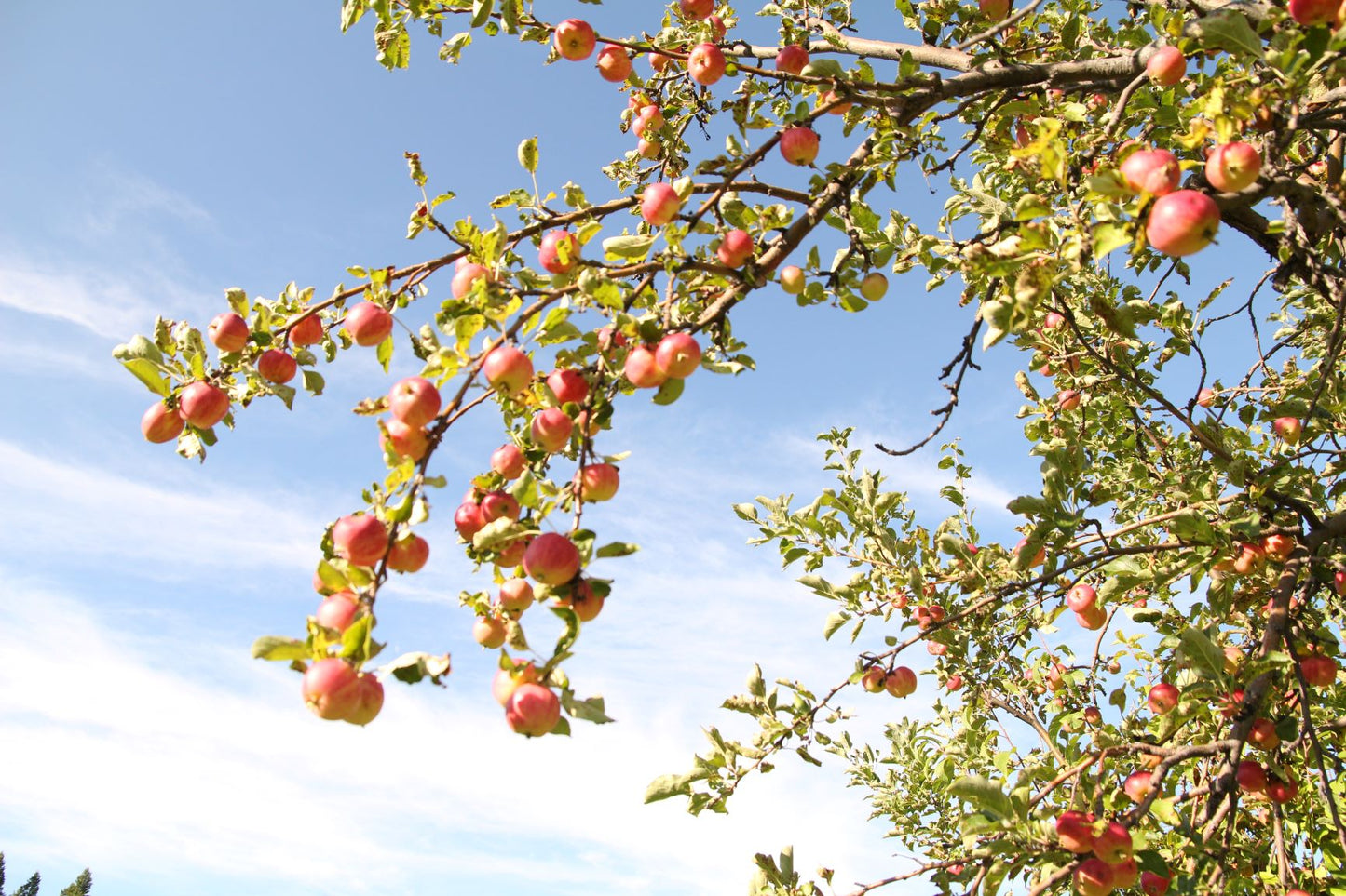 Crabapple - Whitney