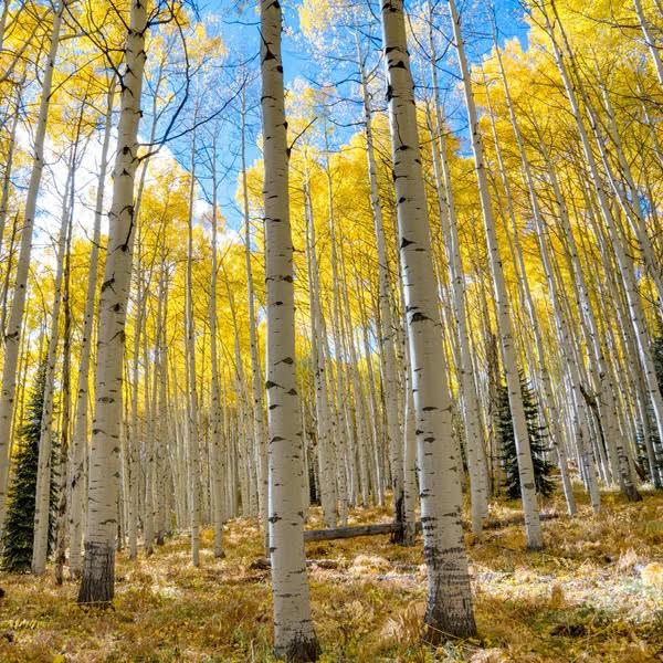 Quaking Aspen