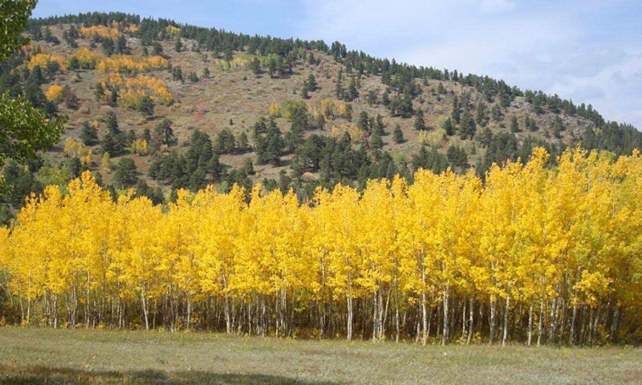 Quaking Aspen